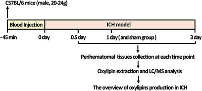 Quantitative Profiling of Oxylipins in Acute Experimental Intracerebral Hemorrhage